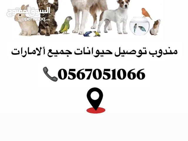 توصيل حيوانات