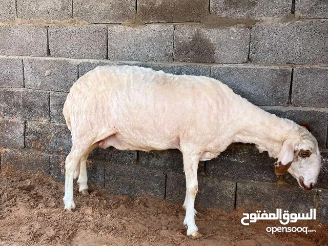 نعجه حايل سنها سداس