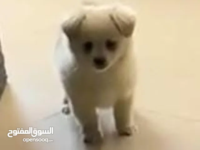 كلب بورمينان لعوب للبيع بسعر مغري جدا جدا واقرا الوصف