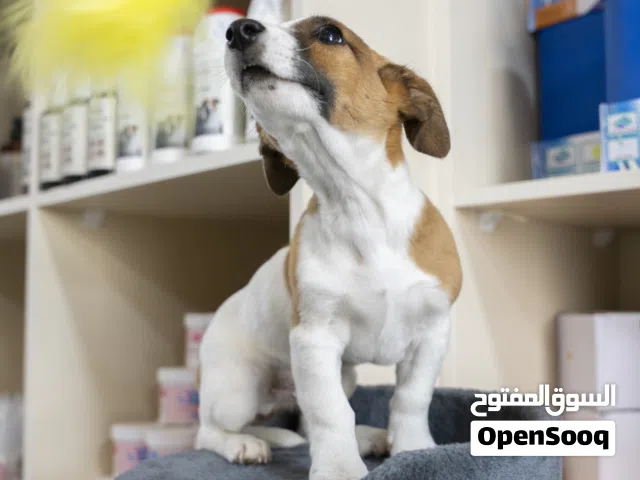 جاك راسيل مميز ..خاص للاطفال ..مع جميع المطاعيم