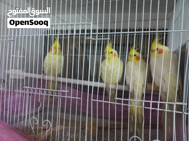 كوكتيل عدد 6  اربع افراخ عمر 4 شهور كاملة واماياتهن شرط الشد والانتاج