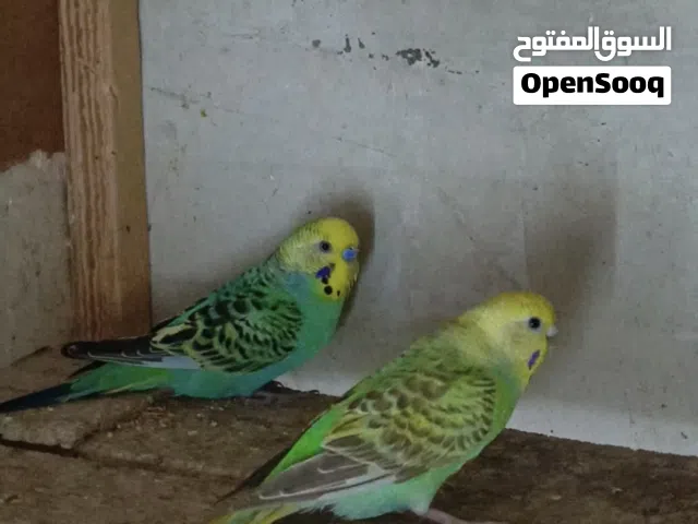طيور الحب زوجين مزاوجين و زوجين بعدهن ما مزاوجات بس امايات بزارات الونهن حلوه