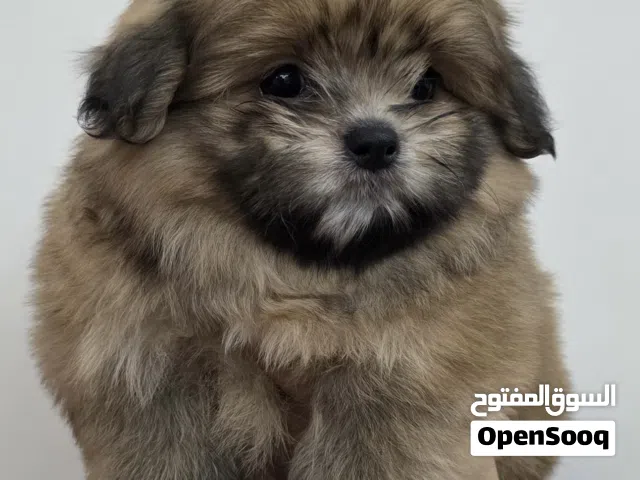 شدزو x بوم مستوى جميل (انثى) Shitzu x pom