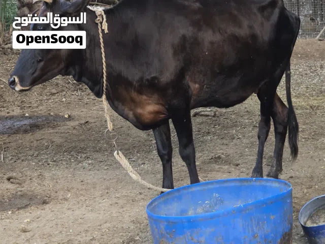 للبيع بقره سمين ما شاءالله وين الا يدور الحم بقره تارسه ماعليك من الضمره تعال شوف بعينك مد وشور