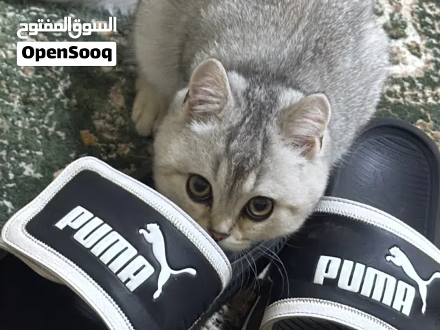 قط للبيع بعمر الثلاث شهور سكوتش برتش 250 قابل للتفاوض مع مستلزماته كامله
