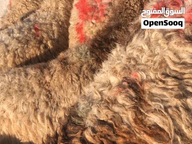 يوجد حليب بلدي غنم كمية كبيرة