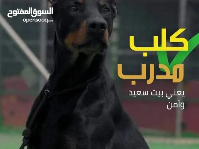 تدريب كلاب .... Training dog