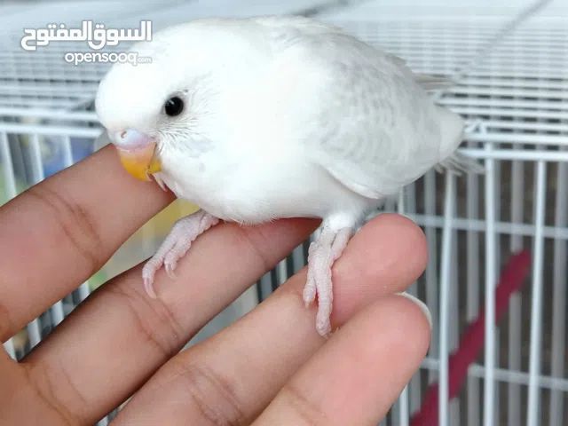 عصافير بادجي زوجين وافراخهم 4