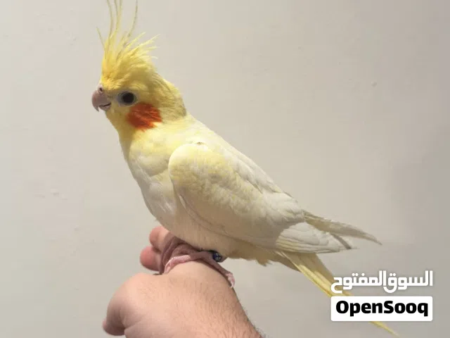 للبيع كروان لاتينو