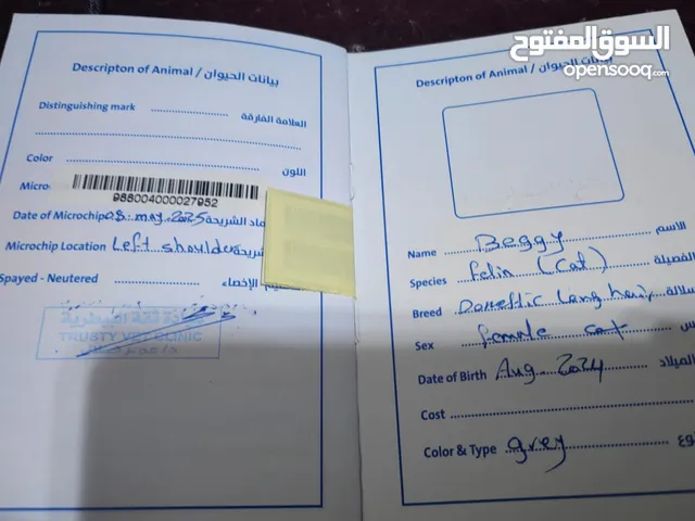 قطط للتبني المجاني بدون مقابل بشكل عاجل بسبب الخروج النهائي، مضطر اضعهم بالحديقة اذا ما لقيت احد