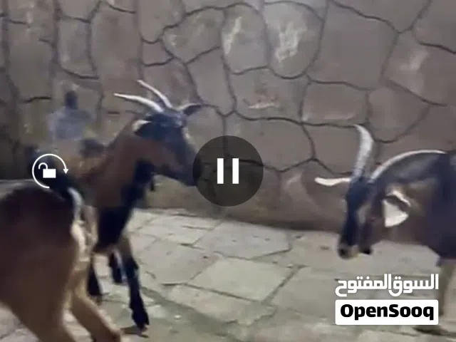 البينو فرنسي اصلي