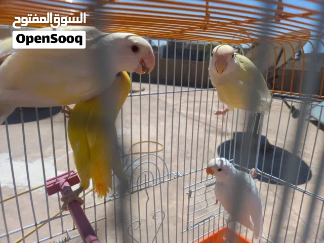 إنتاج بركاديلو روز [ شوف الوصف ]