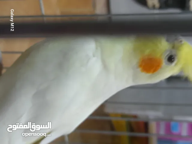 جوز كوكتيل لاتينو تحتو بيض