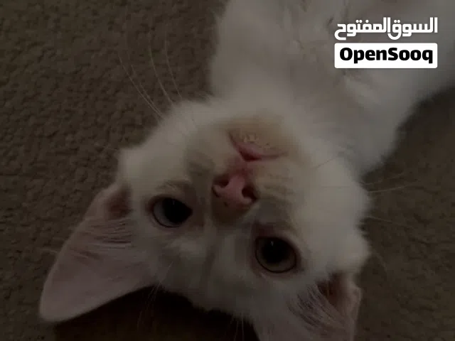 قط ذكر للتبني سلالة نادره