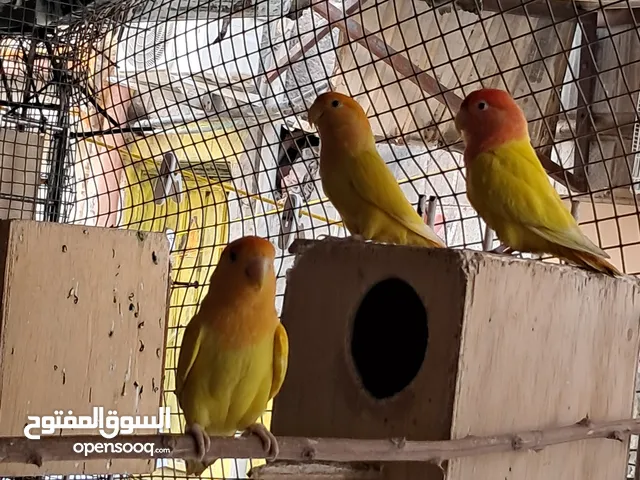 كروانات ولافبيرد