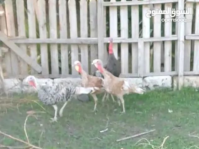 ديكروميه للبيع