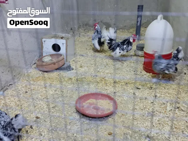 متوفر صوص من الأنواع المعروضه للبيع أو البدل على طيور أو حمام الماني