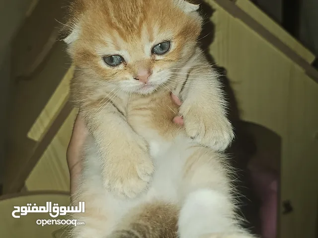 كيتينز شانشيلا ذهبيين من فصيلة السكوتش فولد انتاج بيور في قمة الجمال و الفخامة تبارك الرحمن
