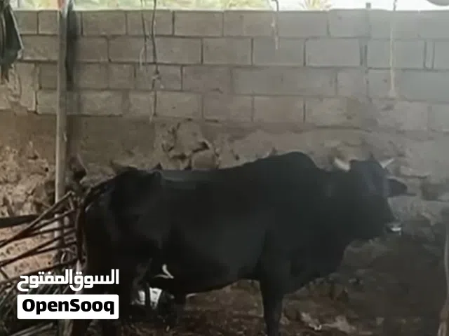 ثور جرسي سمنه فول ماشاء الله يلي يبا لحم