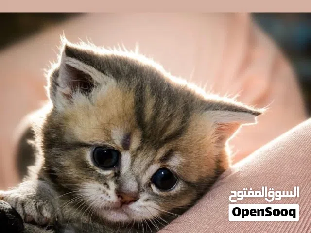 قط سكوتش تابي مكس هملايا بلو للبيع ذكر عمر 40 يوم