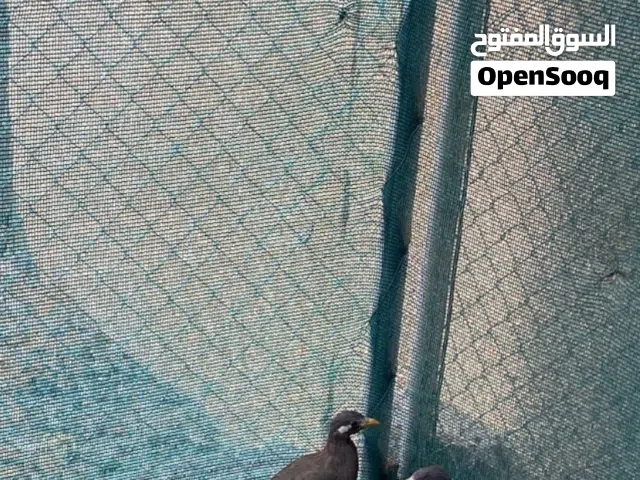 صبا عمانيات منتجات للبيع