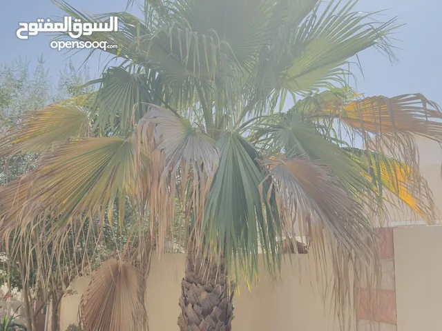 شجرة واشنطنية للبيع