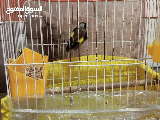 طير حسون سوري