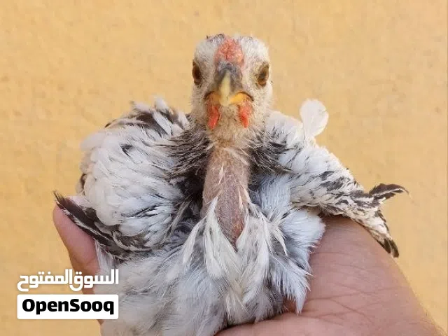 متاح فراريج 2 وديج نوعيه اسباني ملقحات وصحة ما شاء الله رايدهن ب 25 وبيهن مجال