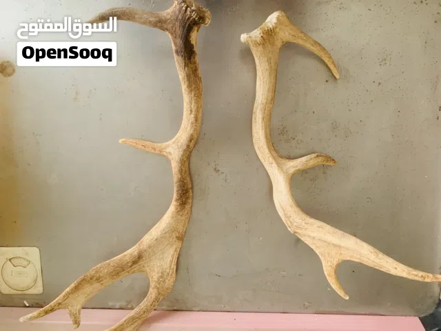 قرون غزال للبيع الموقع