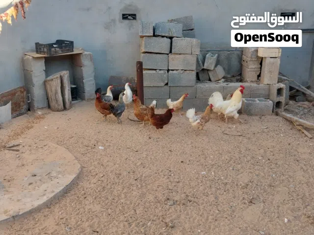 دجاج عربي  اللبيع