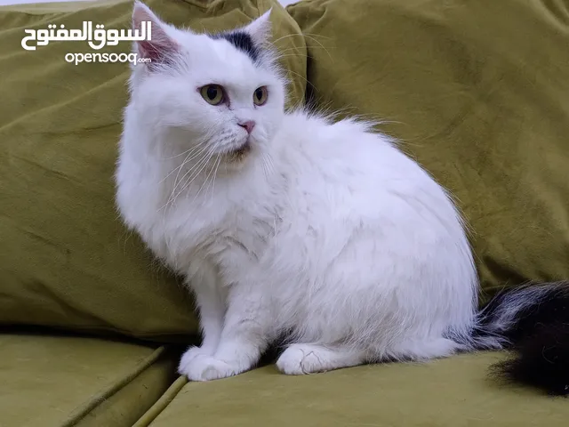 Persian Female Cat
