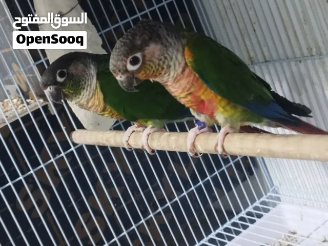 للبيع أزواج كنيور مفحوصه وجاهزه للأنتاج