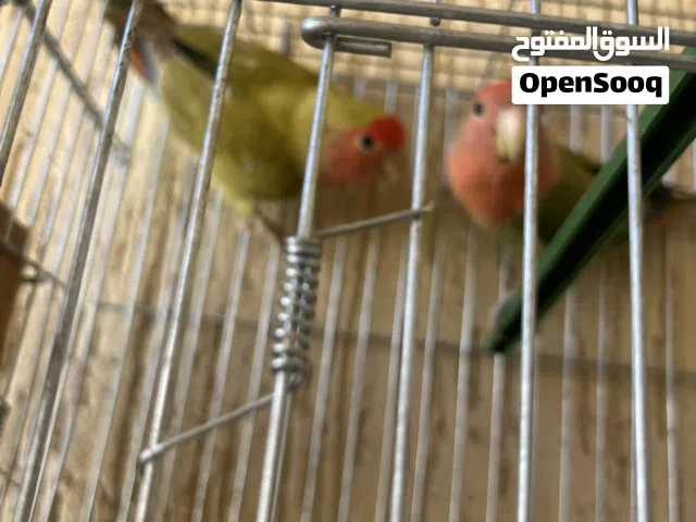 اقرأ الوصف كوبيه ربي يبارك