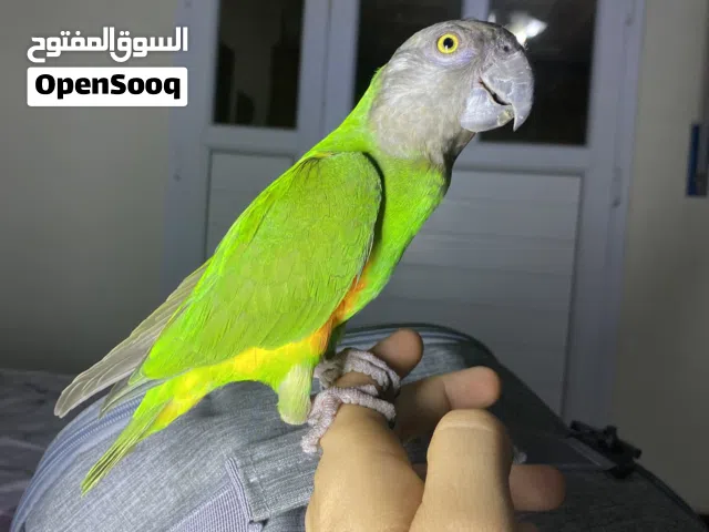 ببغاء سينغالي مجنتل عيب لا