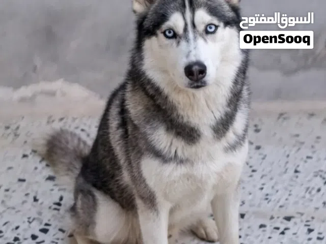 كلب هاسكي مربي
