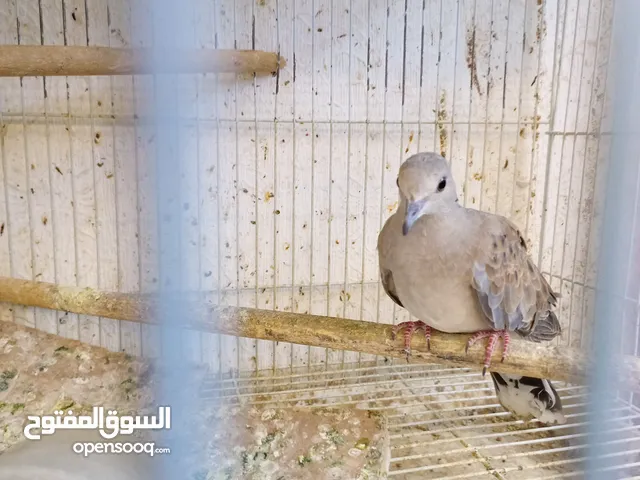 طيور قمري للبيع