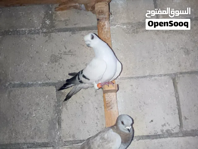 طيورة حمام