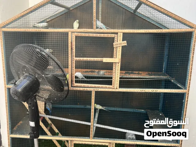 طيور حب + قفص