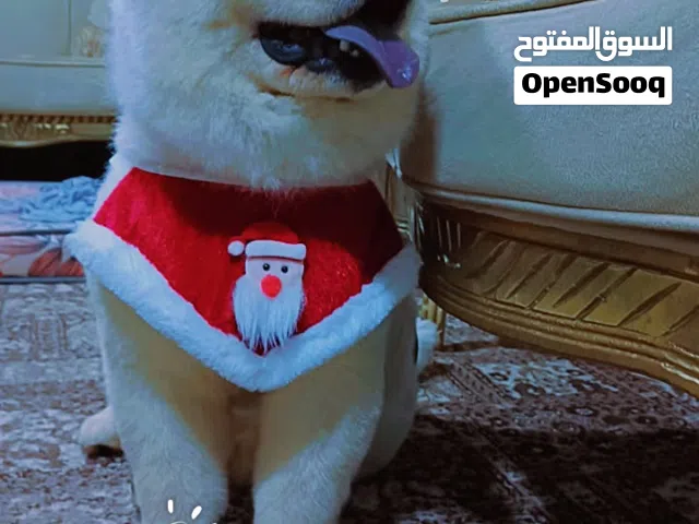 كلب للبيع يوجع معو دفتر مطاعيم