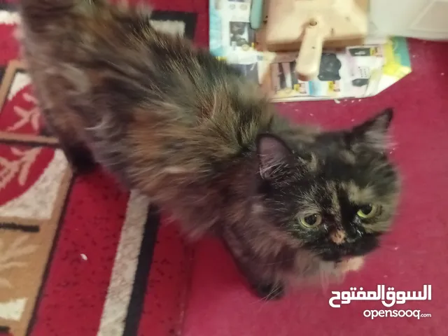 free cat for new home