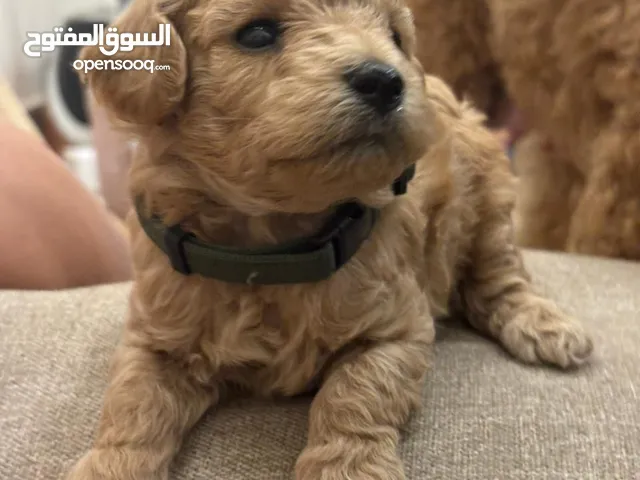 Toy poodle for sale (Colours: Chocolate, Apricot, Café au lait, Black)