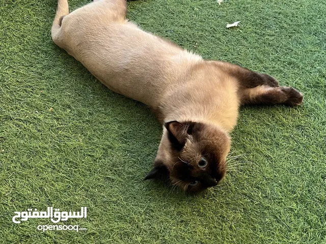 قط للتبني بسبب السفر .. cat for adoption because of traveling