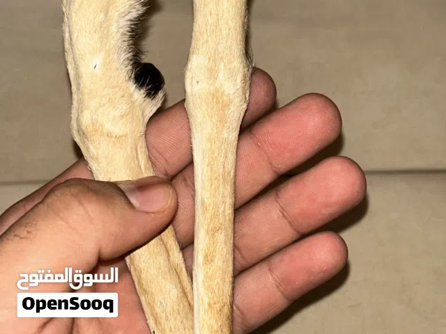 يدين غزال على 18