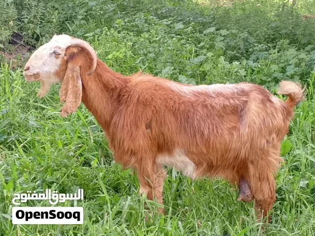 للبيع عنز حليب ماشاء الله عليها