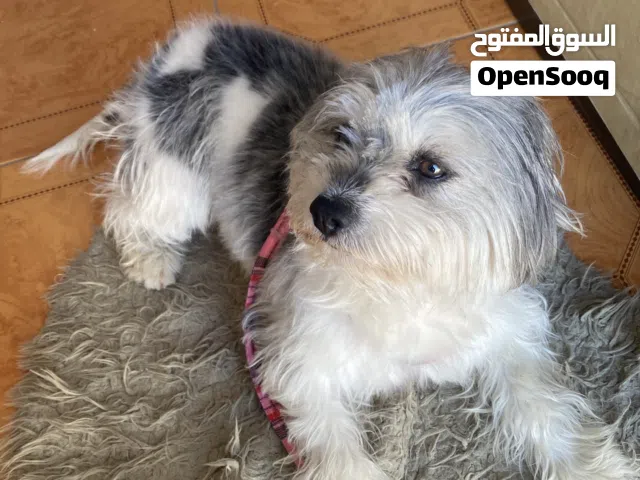 اسم الكلب التيرر الفرنسي عمرها سنتين ونص للبيع
