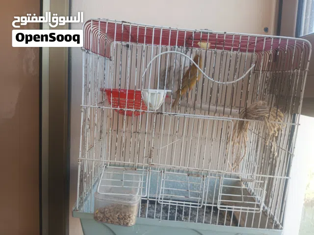 طيرة كنار نخب طول ورجلين مسلخة مطلوب فيها 15 من الاخر