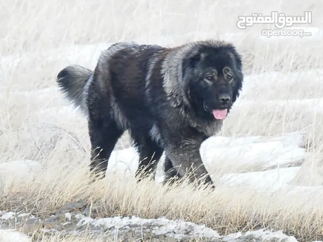 متوفر أنثى قوقازي ( أوفتشاركا ) Caucasian Ovcharka