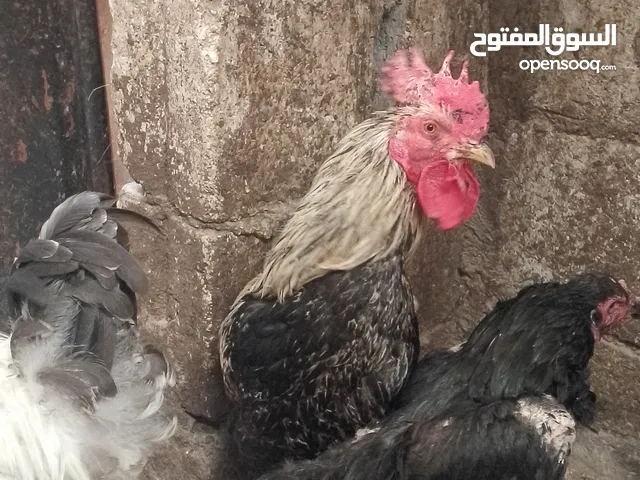 ثلاث ديوك بلدي