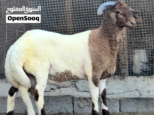 حولي تراكيب ربي يبارك مواصفات رقم واحد