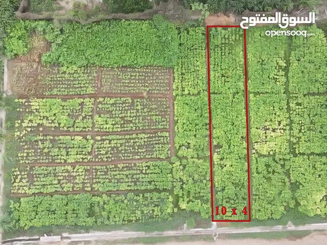 علف طبيعي 100٪ – لوبيا خضراء طازجة للمواشي